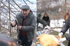 Բացառիկ տեսանյութ․ Ինչպես է Նիկոլ Փաշինյանը խոզը խանձում, կաշին հանում և միսը եփում