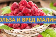 Ազնվամորու հրաշալի հատկությունները, որոնք այդքան բարենպաստ ազդեցություն ունեն մեր առողջության վրա