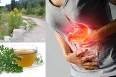 Ես ուզում եմ կիսվել այս բույսի մասին, որի թեյն օգնեց ինձ ընդմիշտ ազատվել այրոցից