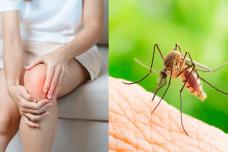 Որո՞նք են «Չիկունգունիա տենդ» հիվանդության ախտանիշները